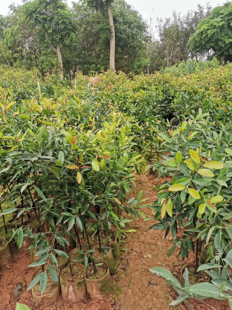 山竹苗岭南山竹竹果罗蒙树黄牙桔竹节果海南山竹子树苗