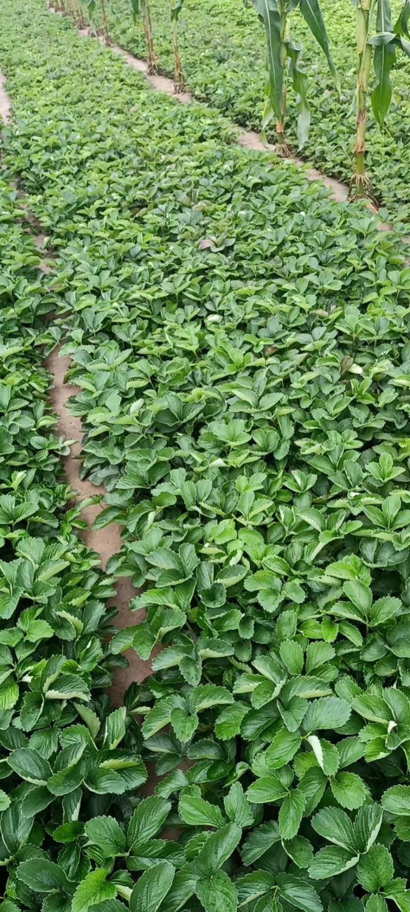 带土球裸根新风一号，甜查理岗三草莓秧子大量上市了