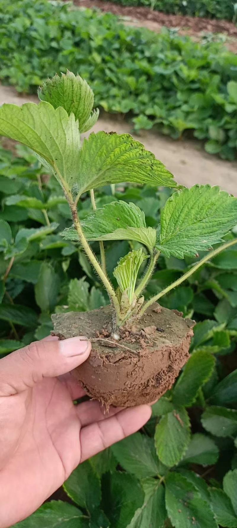 带土球裸根新风一号，甜查理岗三草莓秧子大量上市了