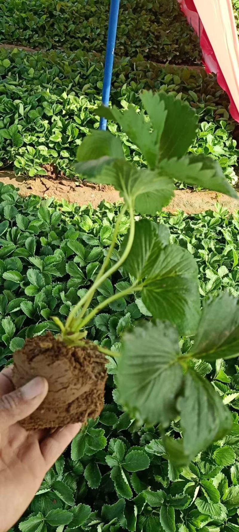 带土球裸根新风一号，甜查理岗三草莓秧子大量上市了