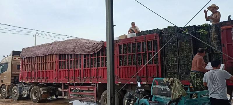 带土球裸根新风一号，甜查理岗三草莓秧子大量上市了