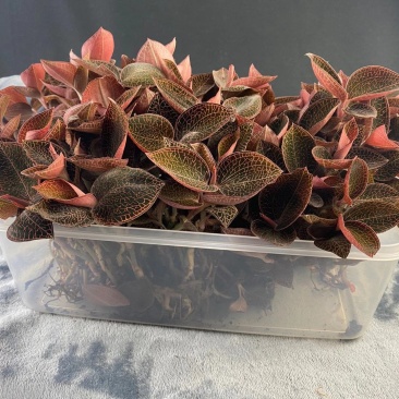 福建南靖种植金线莲鲜品品质高
