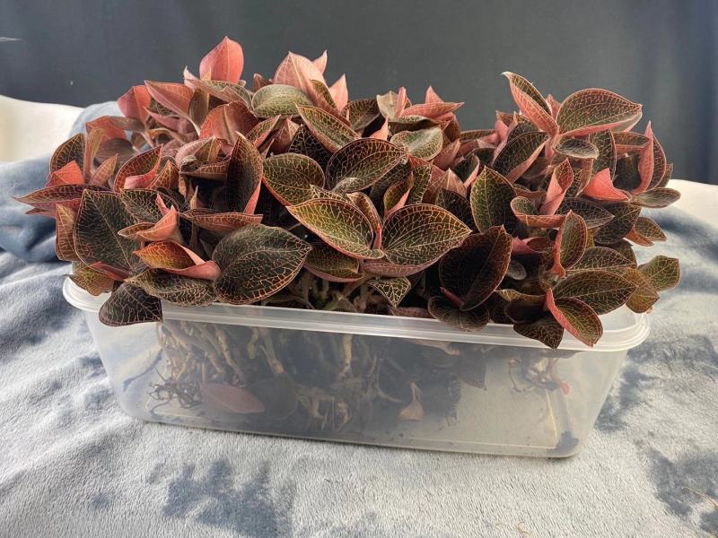 福建南靖种植金线莲鲜品品质高