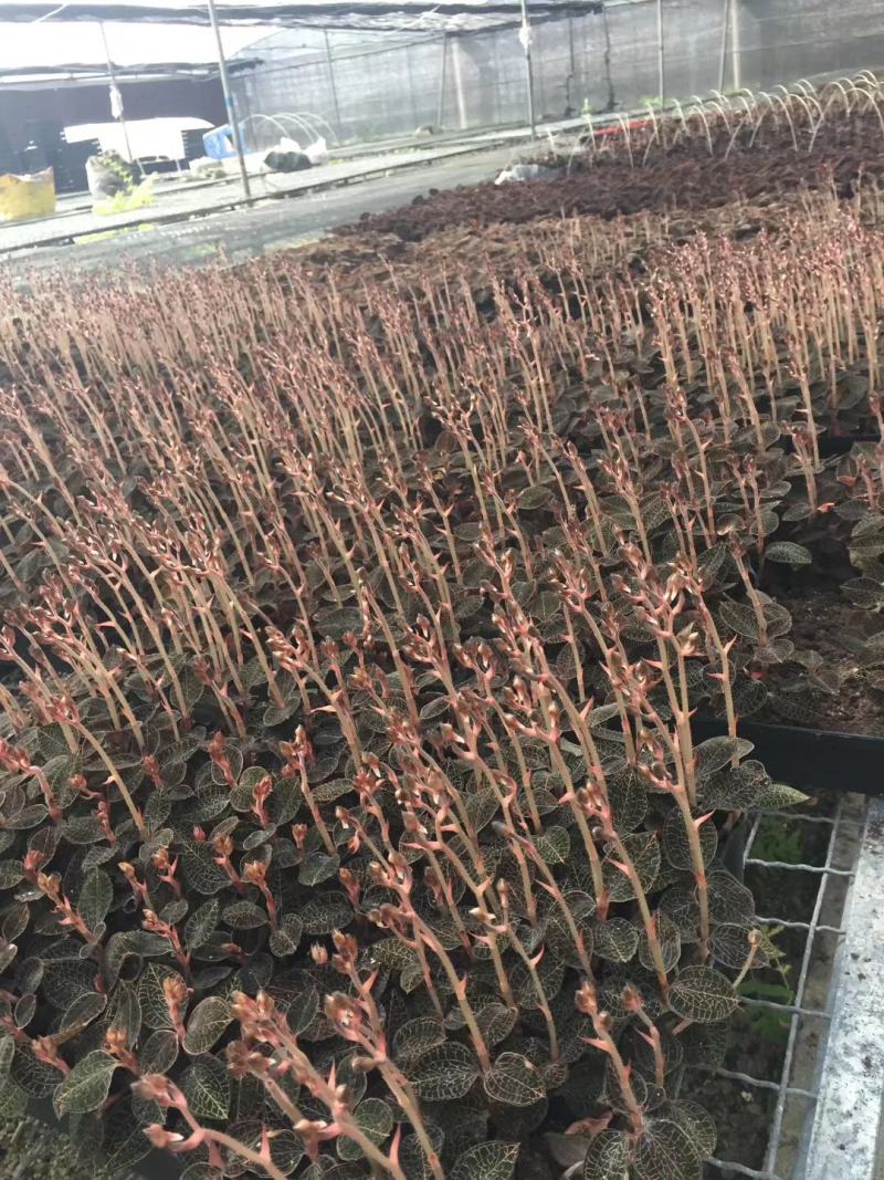 福建南靖林下金线莲开花靓货长度20～35cm