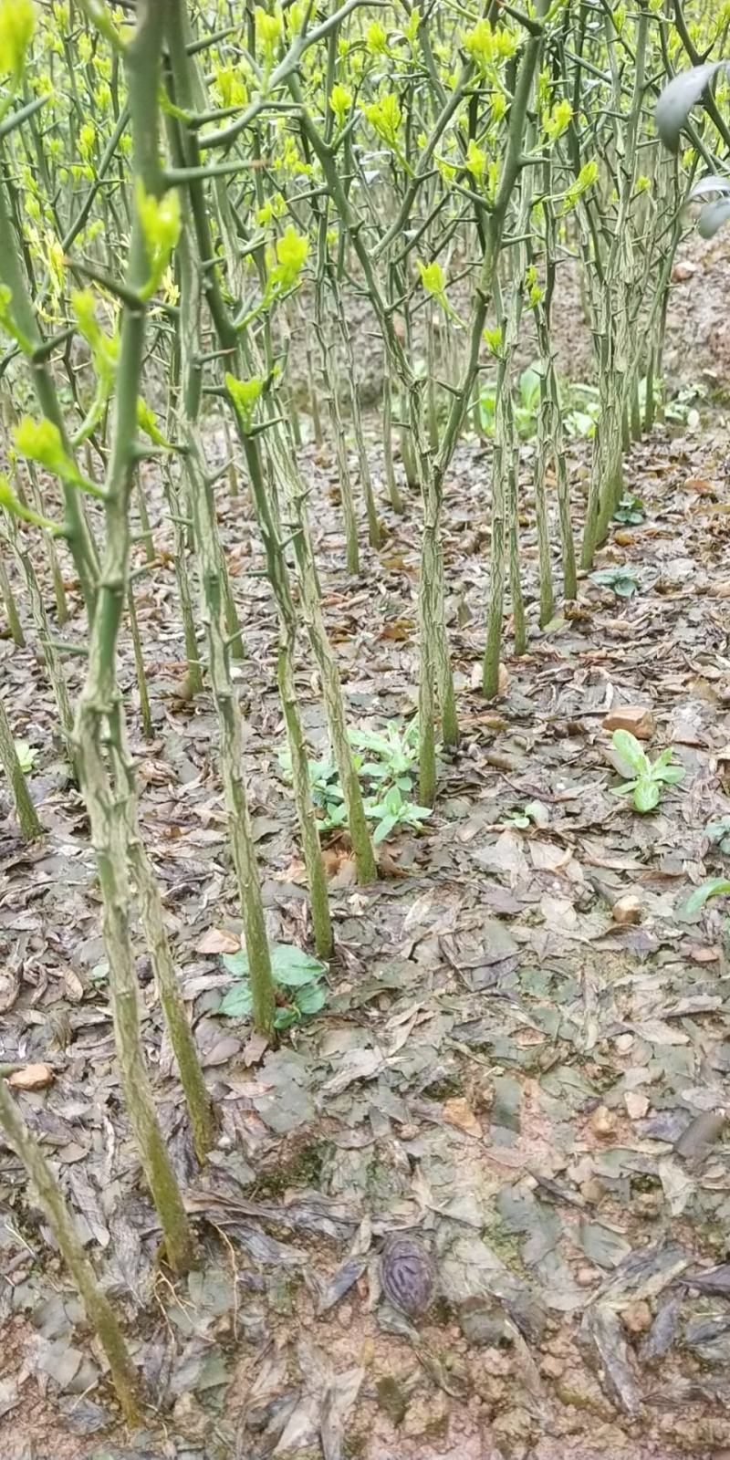 枳壳苗枳壳小苗枳壳大苗枸桔苗篱笆刺苗包邮