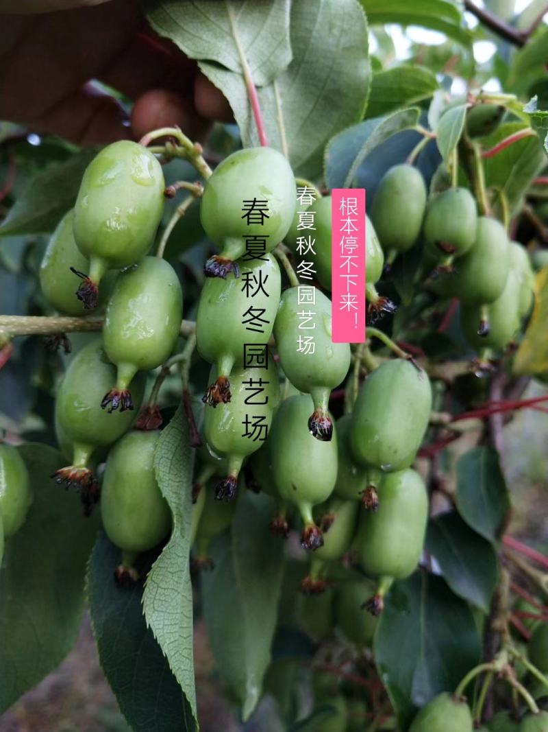 板栗苗优质板栗苗山东板栗苗培育基地板栗苗批发