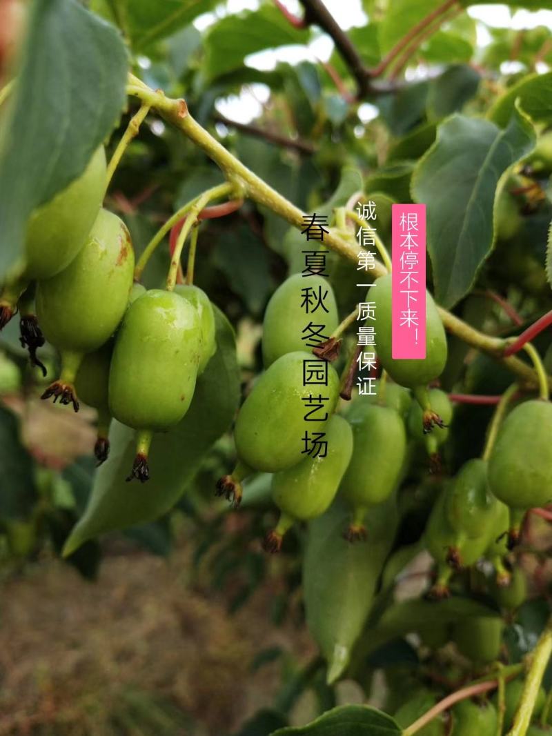 板栗苗优质板栗苗山东板栗苗培育基地板栗苗批发