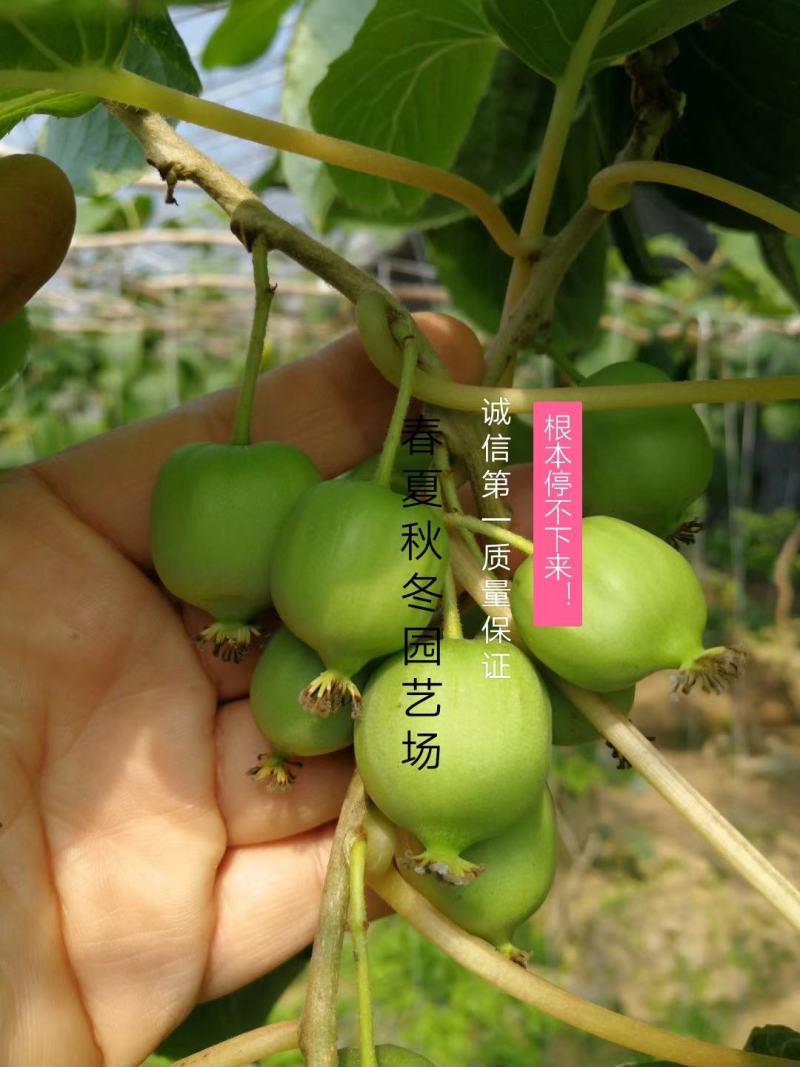 板栗苗优质板栗苗山东板栗苗培育基地板栗苗批发