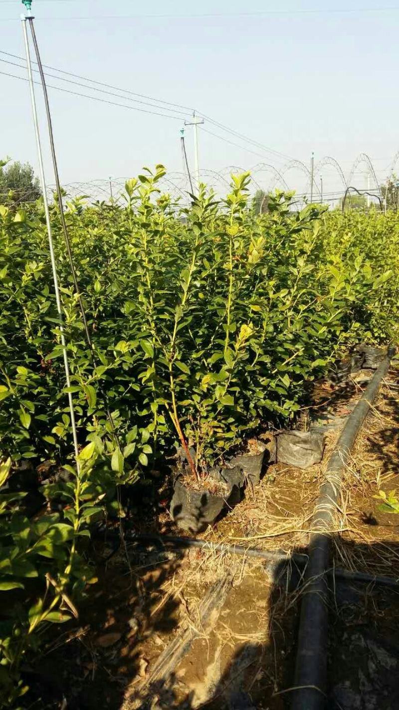 金银花金银花苗金银花树金银花树苗批发