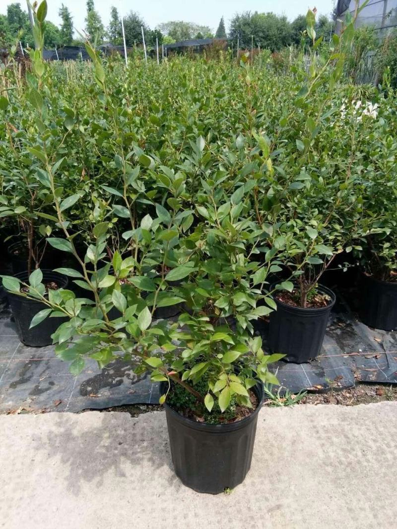 金银花金银花苗金银花树金银花树苗批发