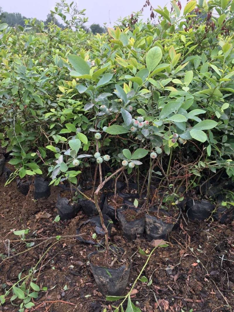 金银花金银花苗金银花树金银花树苗批发