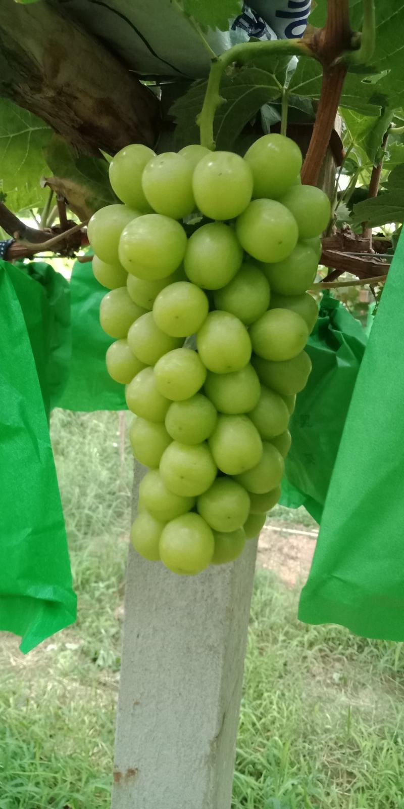 ，阳光玫瑰我型好，口感鲜美。