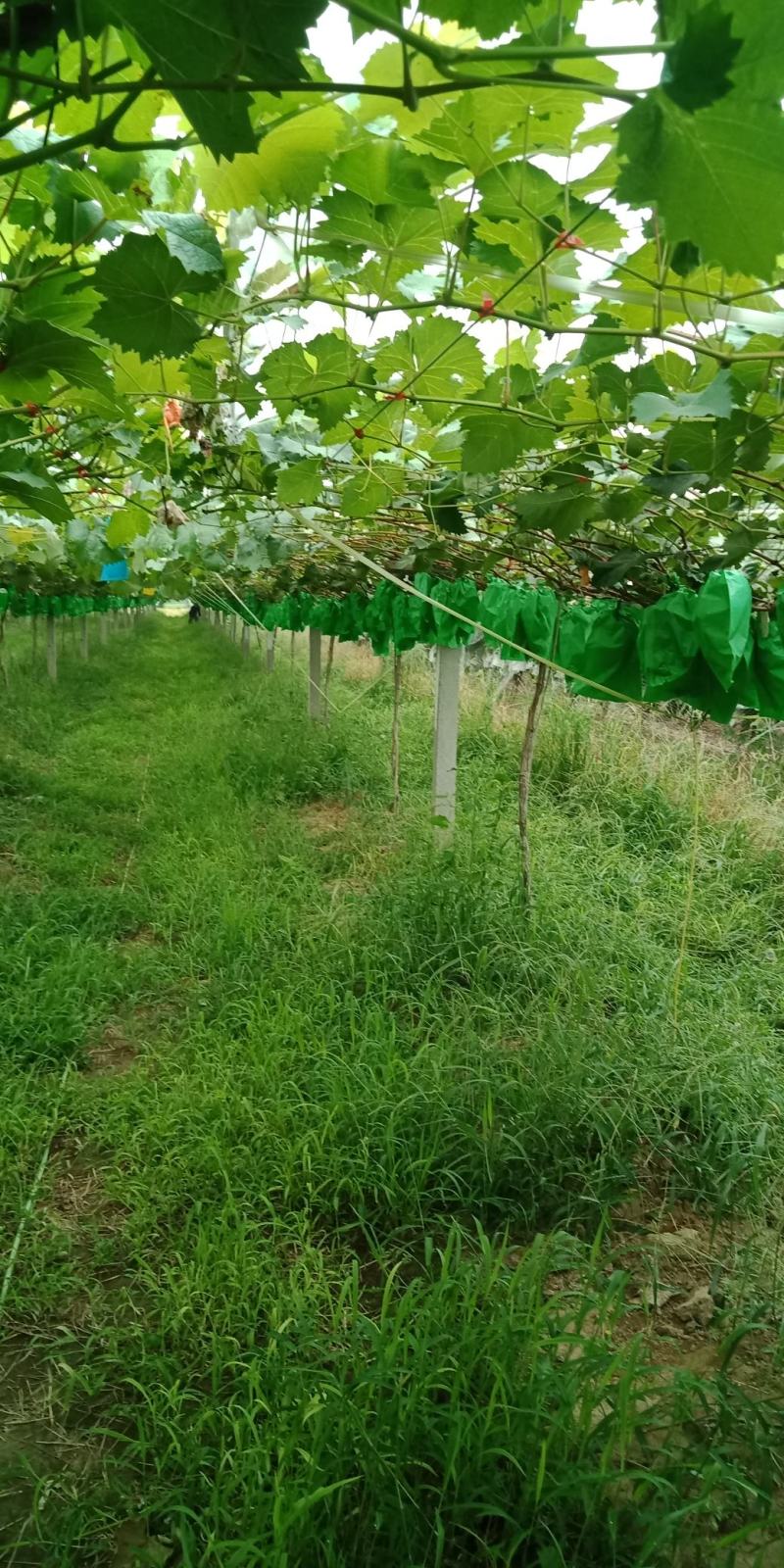 ，阳光玫瑰我型好，口感鲜美。