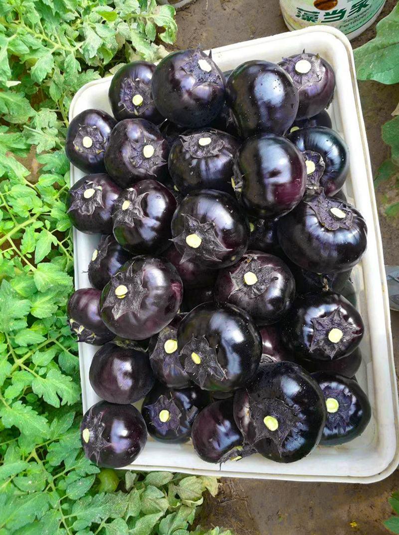 【牛商】黑圆茄种子黑皇后紫黑皮有光泽生吃水嫩甜不麻嘴