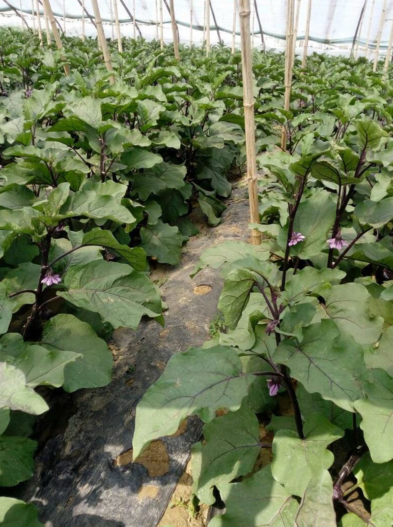 【牛商】黑圆茄种子黑皇后紫黑皮有光泽生吃水嫩甜不麻嘴