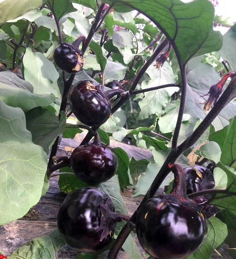 【牛商】黑圆茄种子黑皇后紫黑皮有光泽生吃水嫩甜不麻嘴