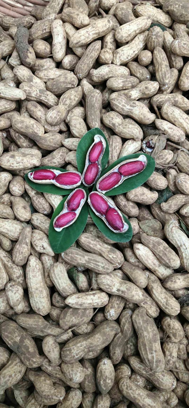 花生富硒黑花生新鲜富硒花生
