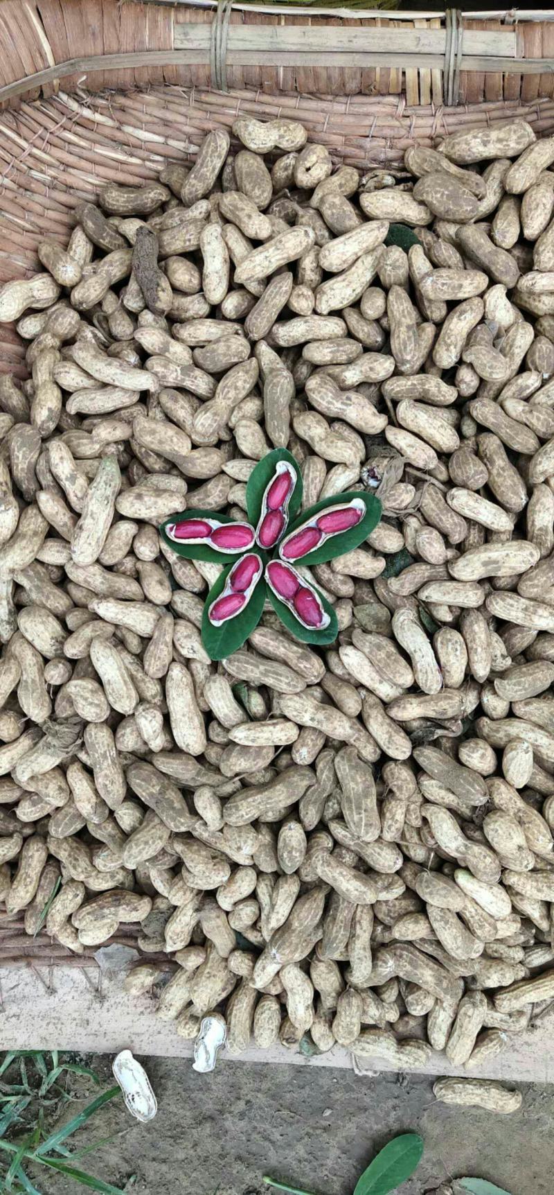 花生富硒黑花生新鲜富硒花生