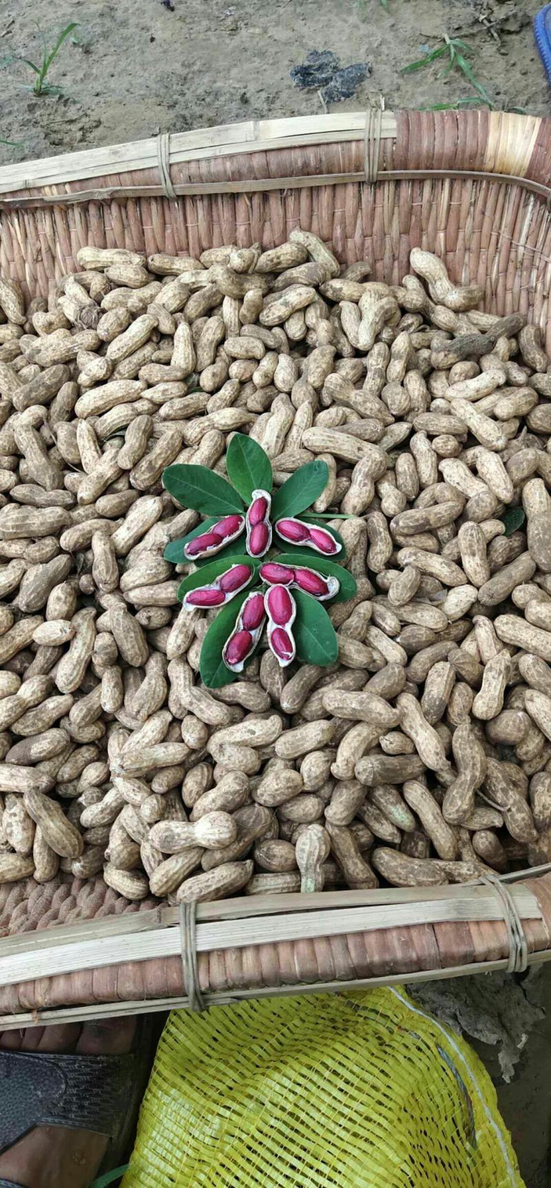花生富硒黑花生新鲜富硒花生