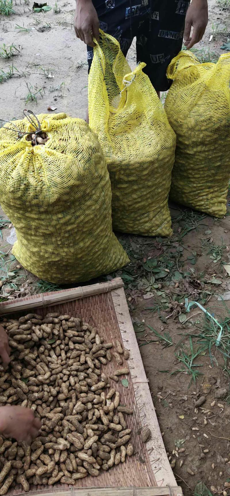 花生富硒黑花生新鲜富硒花生