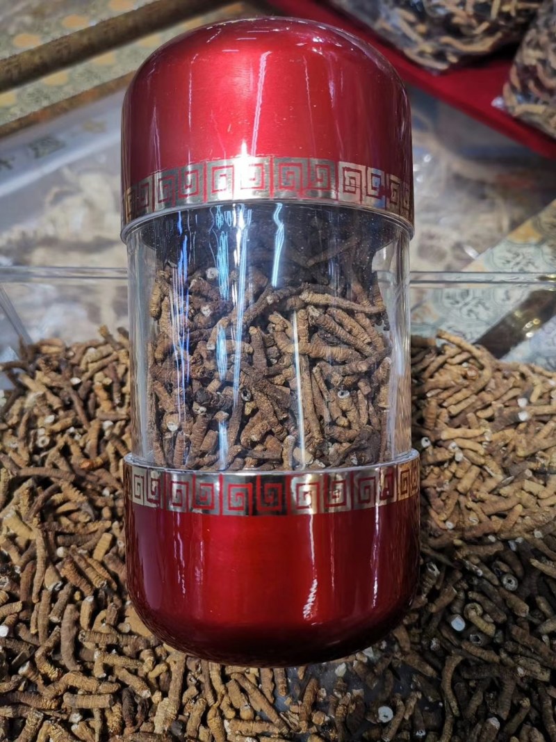 小肉节的冬虫夏草无牙签精选货