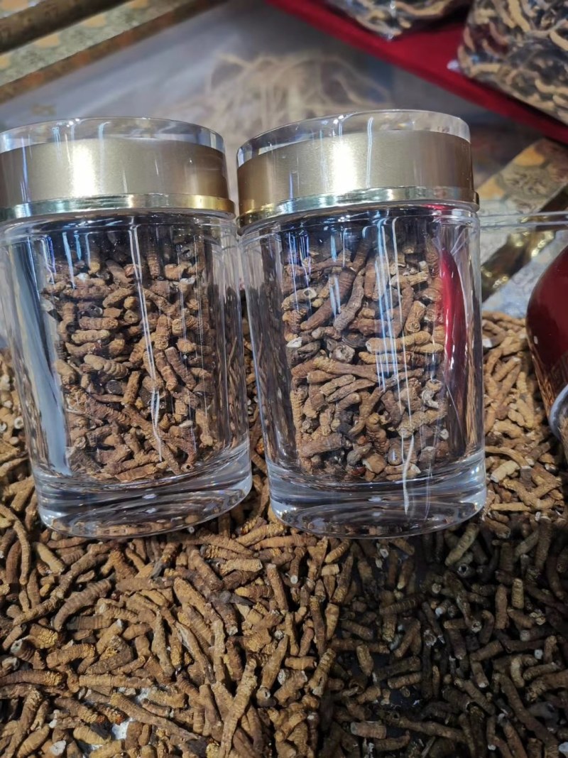 小肉节的冬虫夏草无牙签精选货