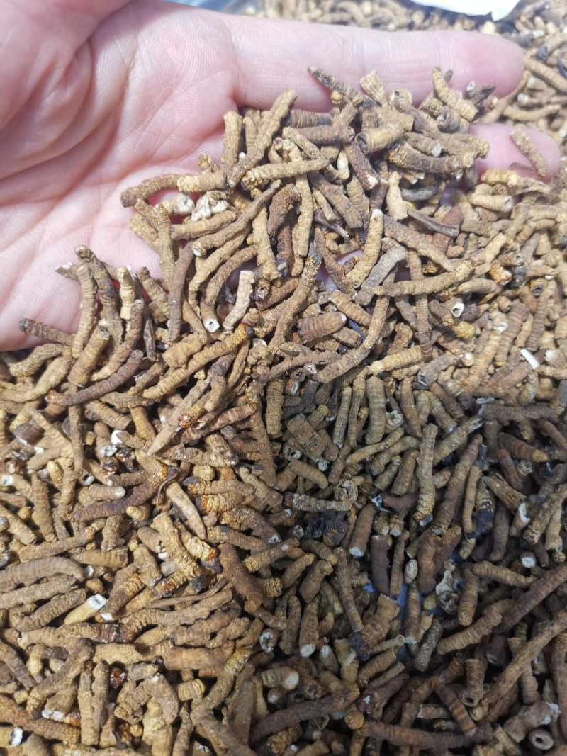 小肉节的冬虫夏草无牙签精选货