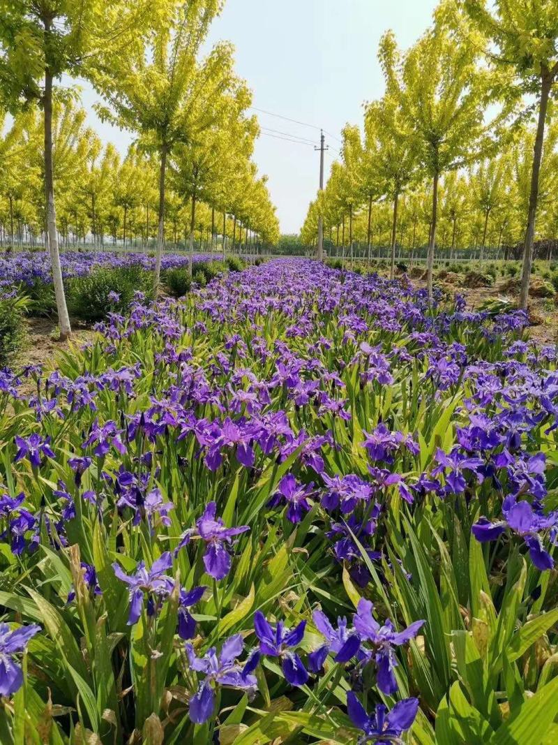 河南鄢陵、蓝花鸢尾、扁竹、黄花鸢尾、万亩批发零售基地