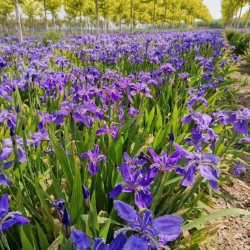 河南鄢陵、蓝花鸢尾、扁竹、黄花鸢尾、万亩批发零售基地