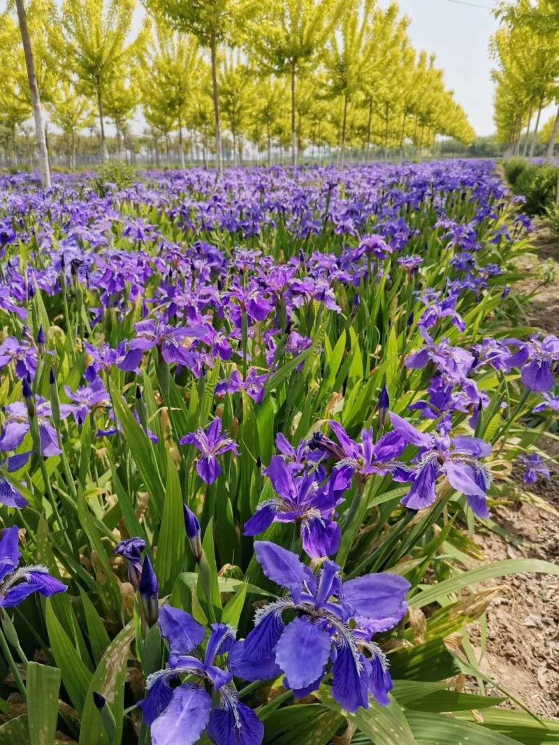 河南鄢陵、蓝花鸢尾、扁竹、黄花鸢尾、万亩批发零售基地