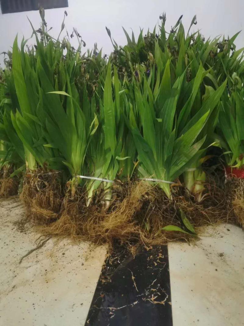 河南鄢陵、蓝花鸢尾、扁竹、黄花鸢尾、万亩批发零售基地