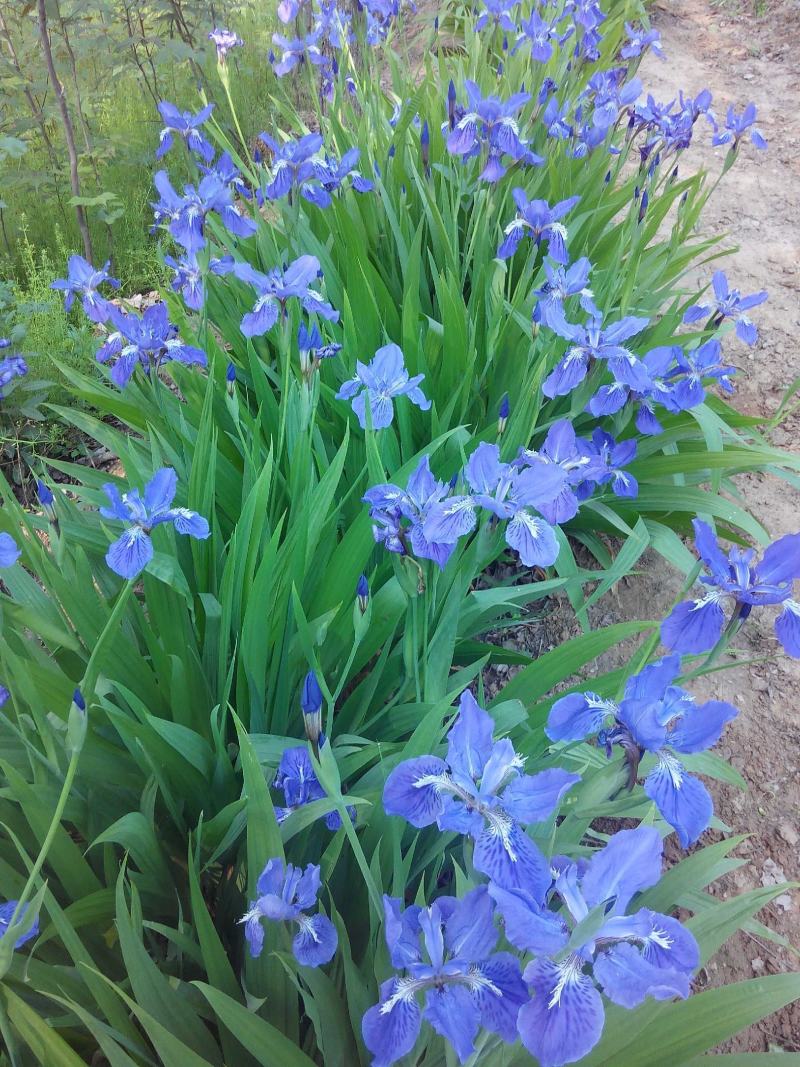 河南鄢陵、蓝花鸢尾、扁竹、黄花鸢尾、万亩批发零售基地