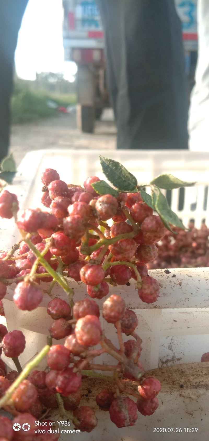 新鲜花椒潼关万亩花椒基地