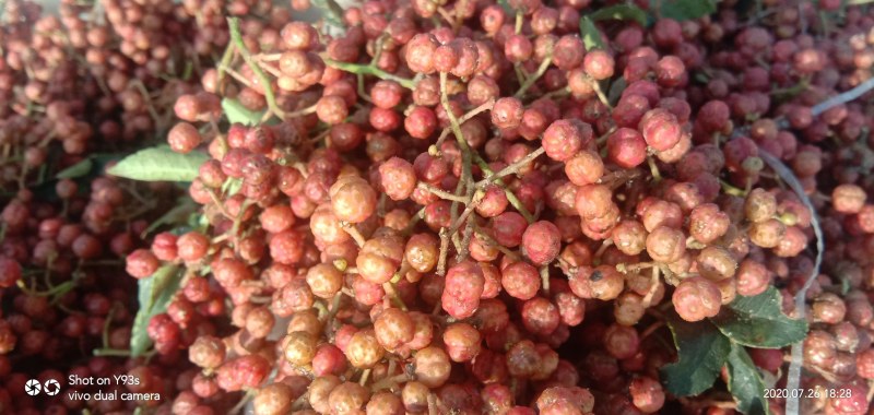 新鲜花椒潼关万亩花椒基地