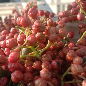 新鲜花椒潼关万亩花椒基地