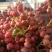 新鲜花椒潼关万亩花椒基地