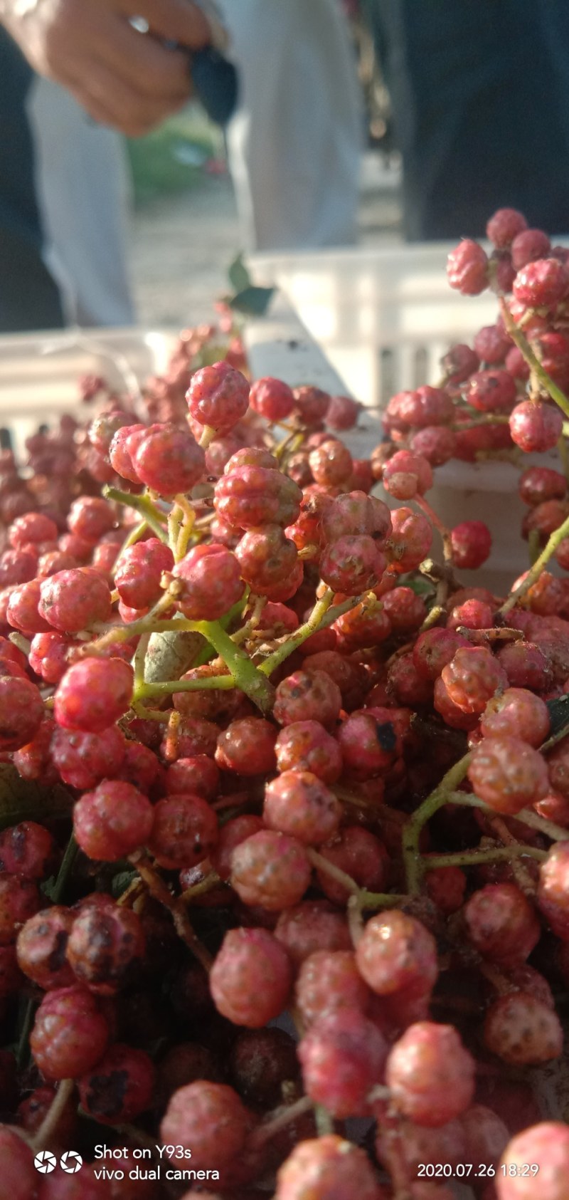 新鲜花椒潼关万亩花椒基地