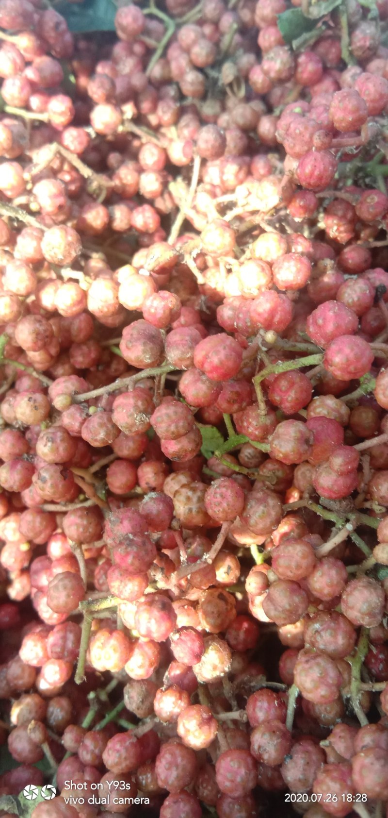 新鲜花椒潼关万亩花椒基地