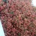 新鲜花椒潼关万亩花椒基地