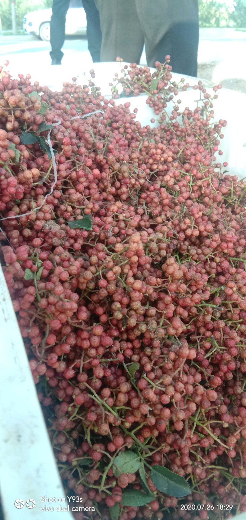 新鲜花椒潼关万亩花椒基地