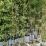 成都基地紫竹袋苗2-3米，一袋3-4根，成都基地。