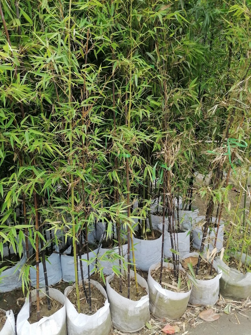 成都基地紫竹袋苗2-3米，一袋3-4根，成都基地。