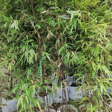 成都基地紫竹袋苗2-3米，一袋3-4根，成都基地。