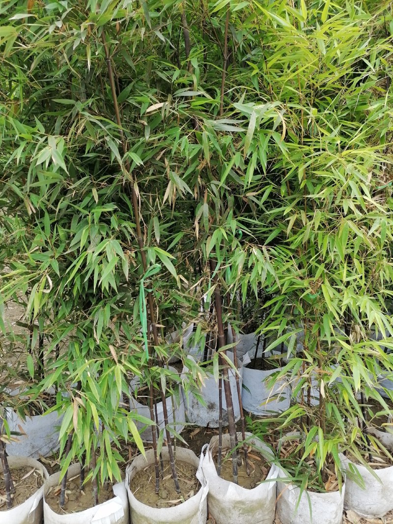 成都基地紫竹袋苗2-3米，一袋3-4根，成都基地。