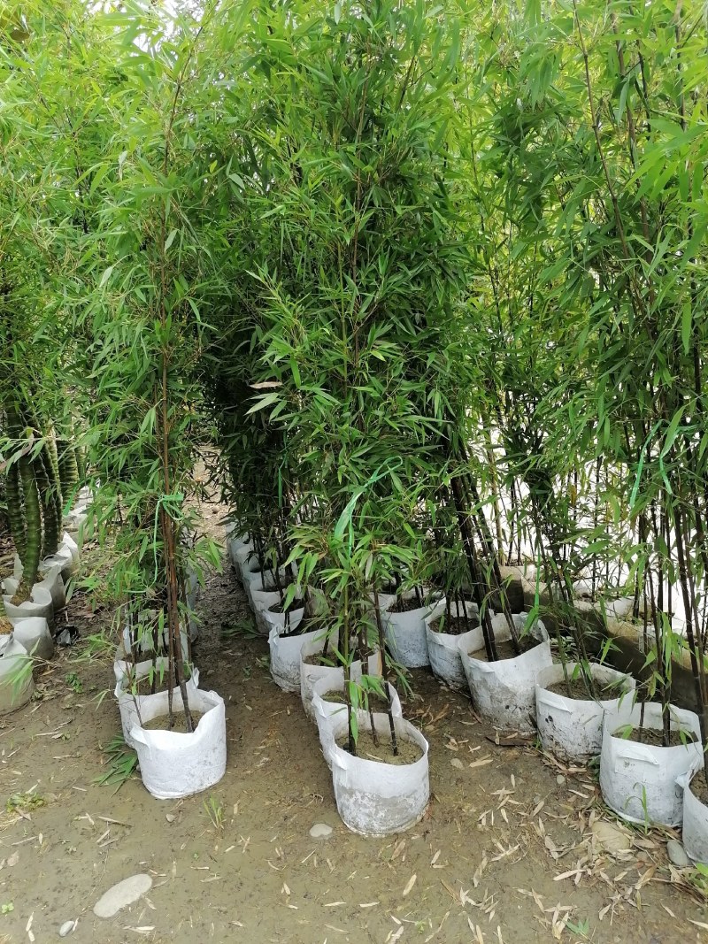 成都基地紫竹袋苗2-3米，一袋3-4根，成都基地。