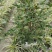 茶梅球，袋苗，高50-70公分，冠幅30-40公分