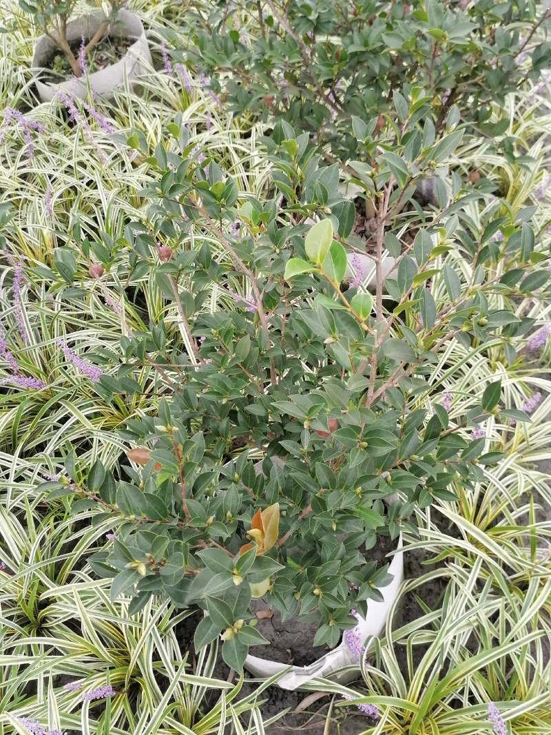 茶梅球，袋苗，高50-70公分，冠幅30-40公分