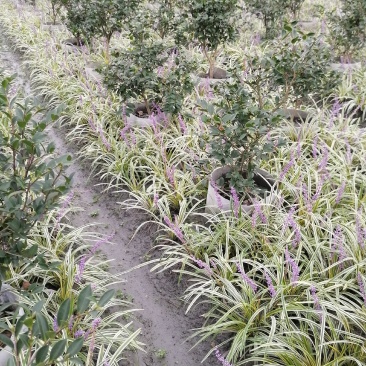 茶梅球，袋苗，高50-70公分，冠幅30-40公分