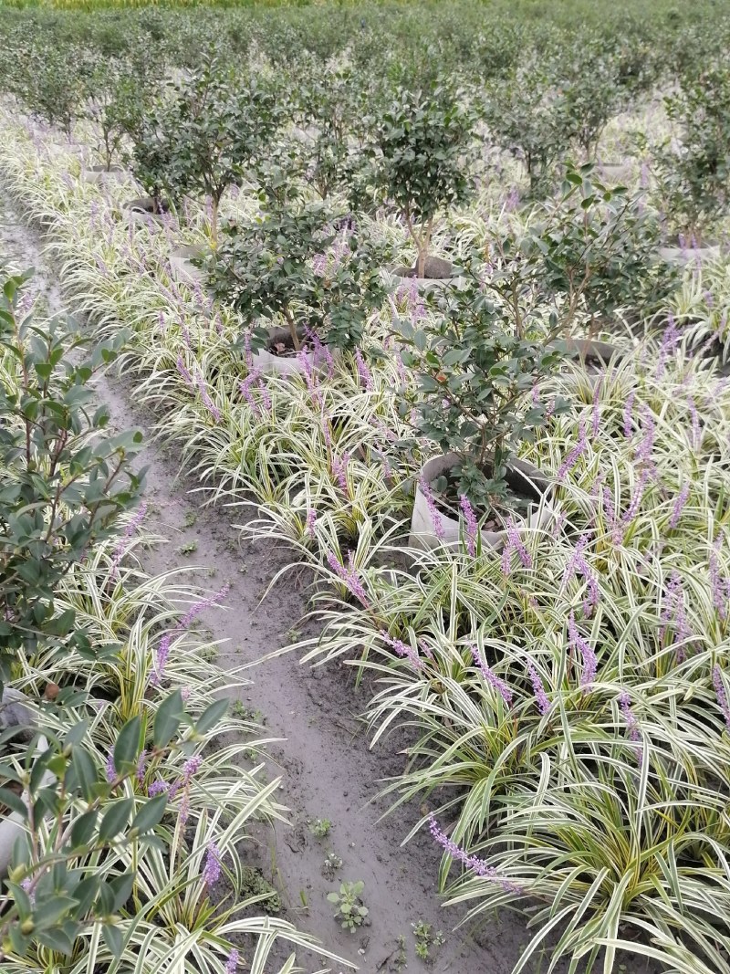 茶梅球，袋苗，高50-70公分，冠幅30-40公分