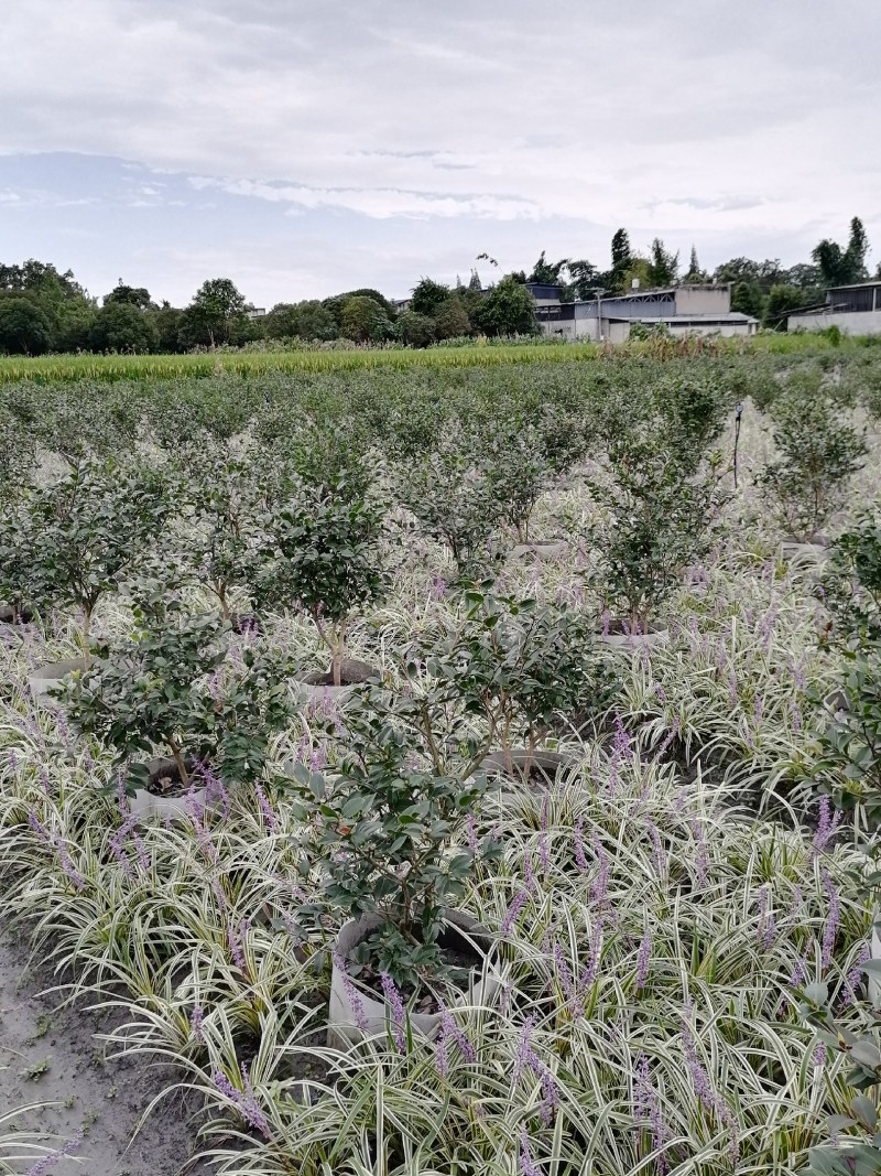 茶梅球，袋苗，高50-70公分，冠幅30-40公分